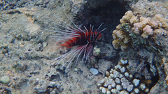 Pterois cincta