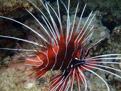 Pterois cincta
