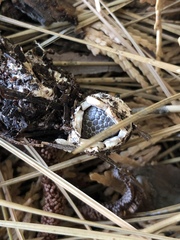 Geastrum fuscoglebum