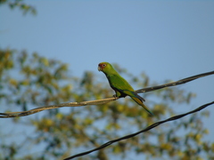 Aratinga auricapillus