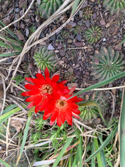 Lobivia hertrichiana