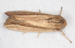 Leucania stenographa