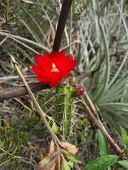 Corryocactus erectus