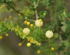 Acacia mitchellii
