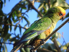 Aratinga auricapillus
