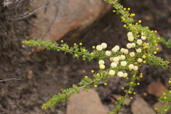 Acacia mitchellii