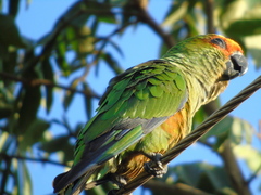 Aratinga auricapillus