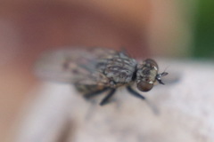 Schoenomyza litorella