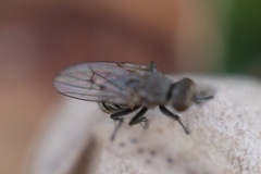 Schoenomyza litorella