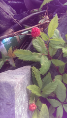 Rubus trivialis