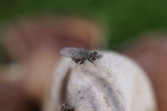 Schoenomyza litorella