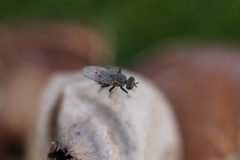 Schoenomyza litorella