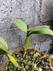 Guarianthe