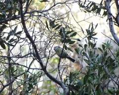 Cyanistes caeruleus caeruleus