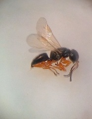 Anteon caledonianum