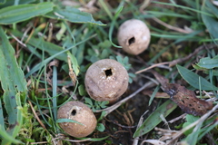 Lycoperdon lividum