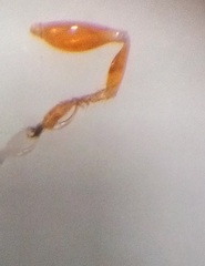 Anteon caledonianum