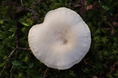 Lepiota erminea