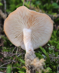 Lepiota erminea