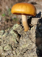 Gymnopilus suberis