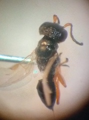 Anteon caledonianum