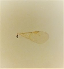 Anteon caledonianum