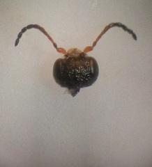 Anteon caledonianum