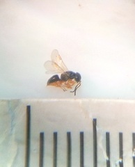 Anteon caledonianum