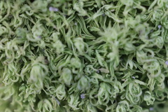 Tortella flavovirens