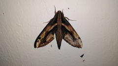 Xylophanes crenulata