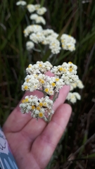 Helichrysum crispum