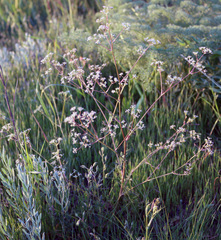 Trinia leiogona