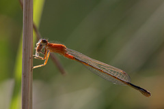 Ischnura graellsii