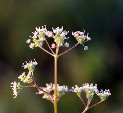 Trinia leiogona