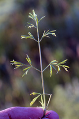 Trinia leiogona
