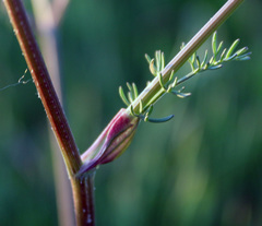 Trinia leiogona