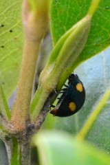 Paropsisterna octosignata