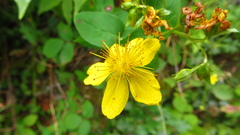 Hypericum richeri