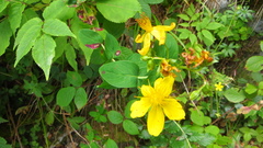 Hypericum richeri