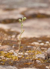 Pterostylis aciculiformis