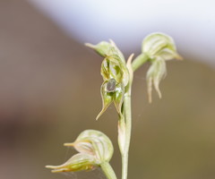 Pterostylis aciculiformis