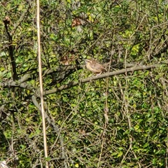 Thryothorus ludovicianus