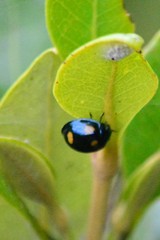 Paropsisterna octosignata