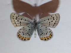 Icaricia cotundra