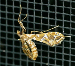 Lineodes vulnifica