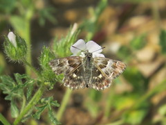 Muschampia orientalis