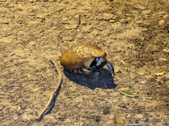 Breviceps mossambicus