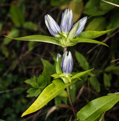 Gentiana × pallidocyanea