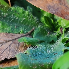 Xerophloea majesta