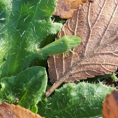Xerophloea majesta